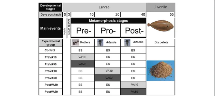 FIGURE 1 | Experimental design of the present study showing from top to bottom: (i) Developmental stages considered (larvae and juvenile); (ii) Days post hatch (0, 3, 10, 20, 41, and 55); (iii) Main events during larval development (hatch, mouth opening, p
