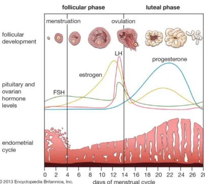 Figura 1: Esquematização do ciclo menstrual (2). 