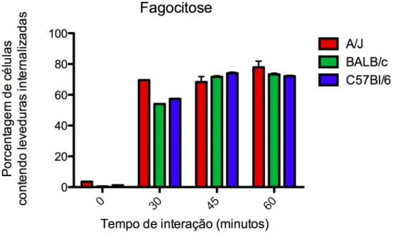 Figura 4.3 – Ensaio de fagocitose por citometria de fluxo de BMDMs incubados com C. 