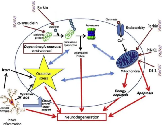 Figure 2 –  Pathways for neurodegeneration in PD.  Adapted from  2 .  There are many genes known  to  affect  normal  function  of  the  cell  in  PD,  including  α-synuclein,  LRRK  2,  Parkin,  DJ-1  and  Pink1