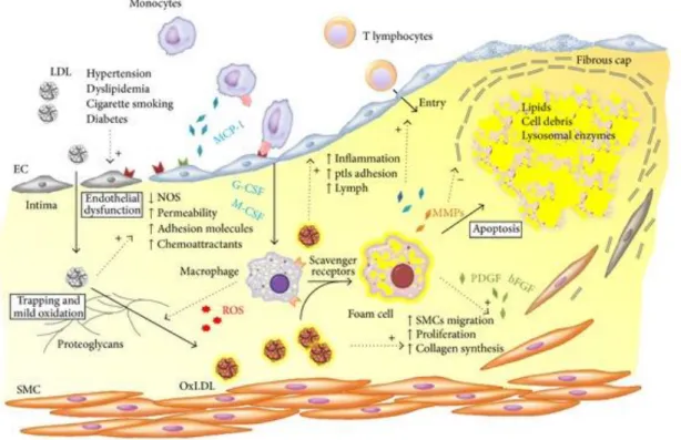 Figura 1: Modelo hipotético de aterosclerose, intimamente relacionado com processos inflamatórios