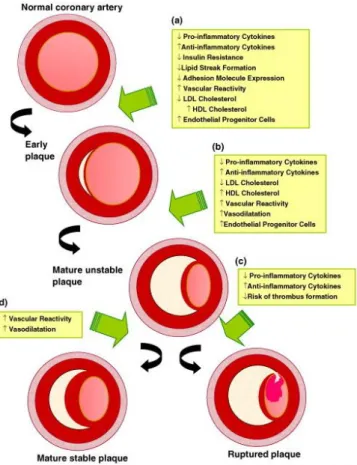 Figura  2:  Potenciais  mecanismos  de  proteção  da  testosterona  contra  a  aterosclerose