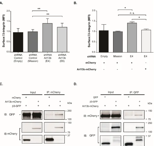 Figure 3. Arl13b interacts with and regulates β3-integrin cell surface levels in breast cancer cells