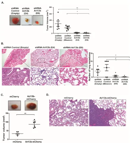 Figure 4. Arl13b positively regulates breast cancer development in vivo. Arl13b-silenced (shRNA  E4 and E6) or control (shRNA Empty and Mission) MDA-MB-231 cells were injected in the fat pad of  BALB/c-SCID mice