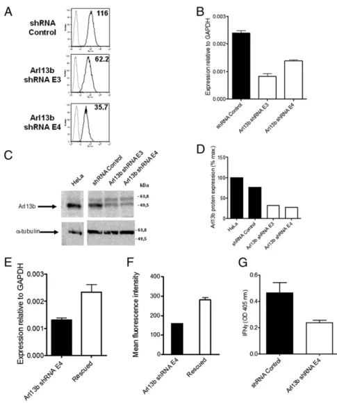 Fig. 1. Arl13b silencing leads to a decrease in CD1a surface expression and function. (A) HeLa:CD1a stable transfectant cells were transduced with  len-tiviruses encoding Arl13b-targeting shRNA (E3 and E4) or control (Mission) and selected in puromycin for