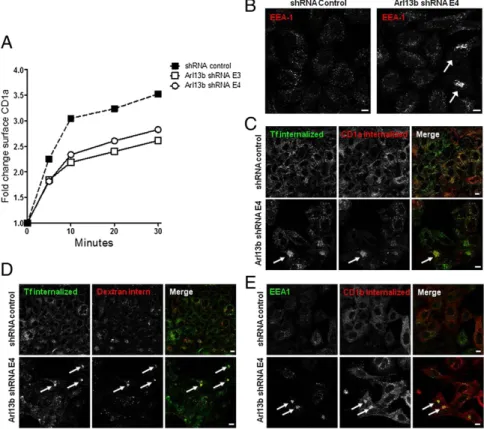 Fig. 2. Arl13b silencing impairs CD1a recycling and results in early endosome clustering