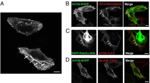 Fig. 3. Arl13b-EGFP colocalizes with CD1a, Rab22a, and Arf6 in HeLa cells. (A) HeLa cells were transiently transfected with Arl13b-EGFP and analyzed by confocal microscopy