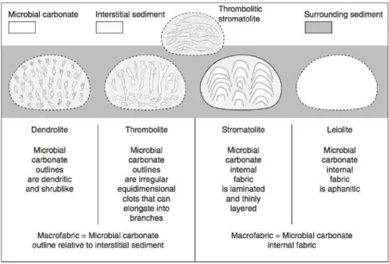 Figura 1. Classificação de microbialitos com base em suas macrotramas, da direita para a esquerda:  