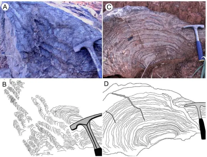Figure  5.  A  and  B)-  Columnar  stromatolites  found  at  the  São  João  da  Ponte  site