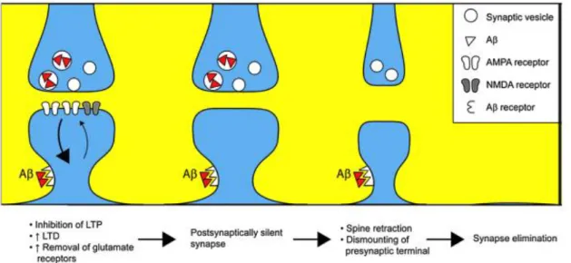 Figure 5 - Proposed model of Aβ-induced synaptotoxic effects and synapse elimination in AD [22]