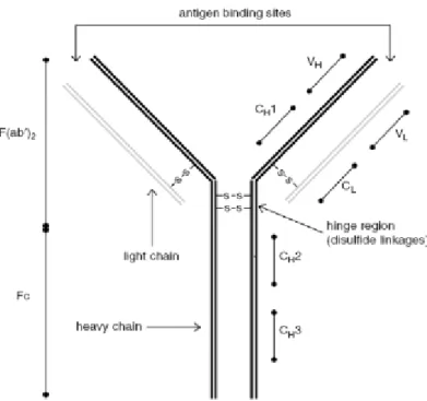 Figure 12 - A schematic illustrating the “Y”-shaped structure of an antibody [48]. 