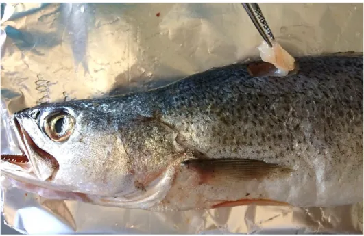 Figure 2.8. Extraction of muscle from the dorsal region of weakfish Cynosicion regalis (Bloch &amp; Schneider,  1801) for carbon and nitrogen stable isotope analysis