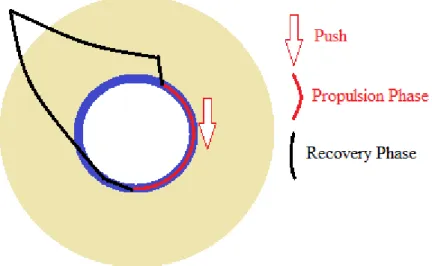Figure 1. Stroke cycle in wheelchair racing. 