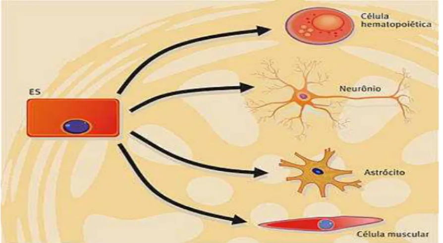 Figura 2: Diferenciação terminal das células-tronco. 