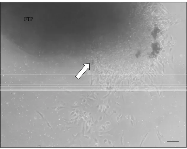 Figura 6: Cultura primária do fragmento de CPdd-OG. Migração celular (seta) do  fragmento do tecido pulpar (FTP) para a placa de cultura