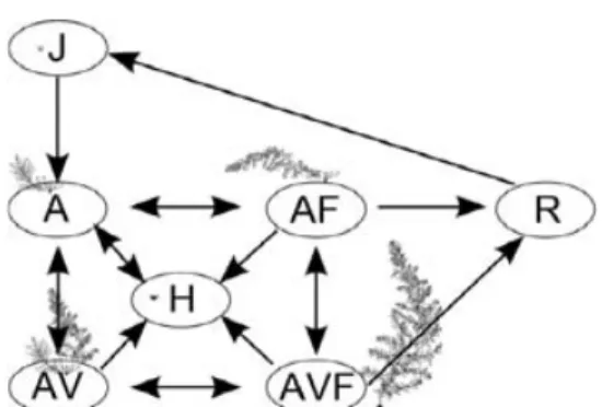 Fig. 1. Conceptual model of the life cycle of Sargassum muticum.