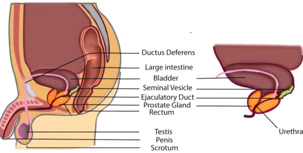 Figure 1. Sagittal view showing the male reproductive structures.  