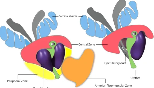 Figure 2. The zonal anatomy of the prostate gland. Using the prostatic urethra and ejaculatory ducts  as  reference,  the  prostate  comprises  three  principal  zones  and  an  anterior  fibromuscular  layer
