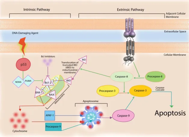Figure 4. The intrinsic and extrinsic apoptotic pathways. The intrinsic pathway is usually activated by  p53  that  controls  the  activity  of  several  mediators  culminating  in  the  activation  of  caspases  9  and  3,  resulting in apoptosis