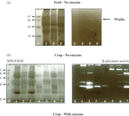 Figure 4. Zymogram analysis of un-supplemented feed (Panel A), crop samples collected from birds supplemented or not with -glucanase CtLic26A-Cel5E (Panel B) and digesta samples collected from various regions of the GI tract of birds supplemented with -glu