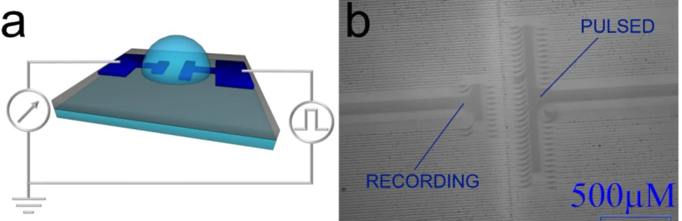 Figure 1: Schematic layout (a) and optical micrography (5X) (b) of the whole organic device in which are highlighted the  two different geometries for the pulsed and the recording electrodes