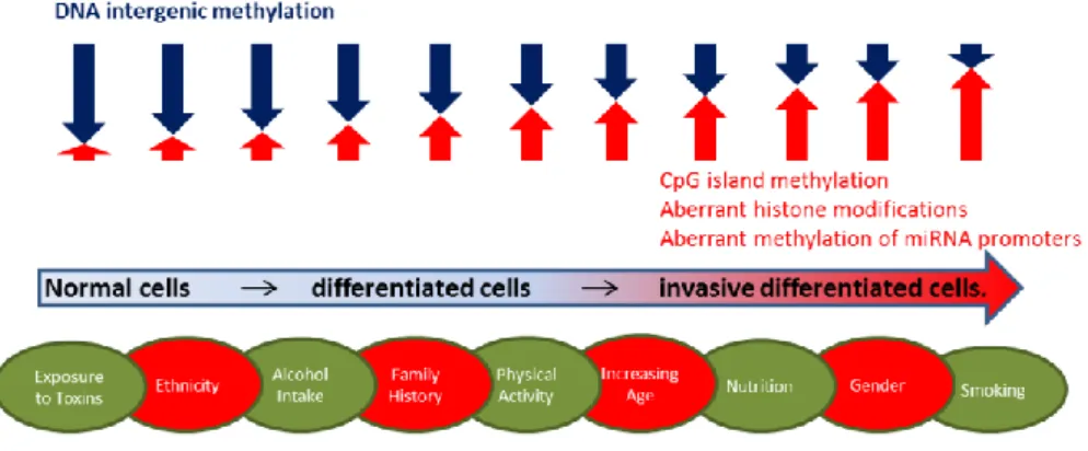 Figure 1.4 - Epigenetic modifications that promote risk and / or progression of cancer and some  factors