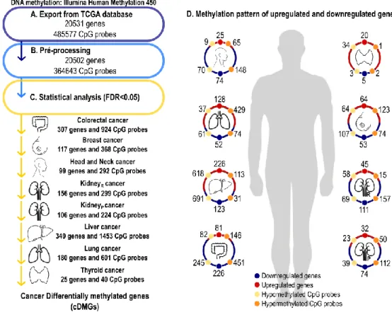 Figure 4.2 – Cancer differentially methylated genes (cDMGs). (A) Number of genes and CpG probes  exported  from  The  Cancer  Genome  Atlas  (TCGA)  database