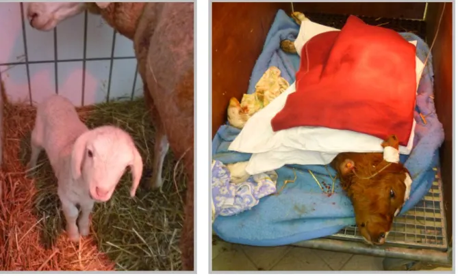 Fig. 7 and 8: Lamb after assisted birth (left), critical care in a calf (right) (Original pictures)
