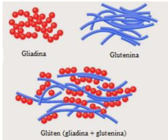 Figura 1: Formação do Glúten na farinha de Trigo Fonte: Produto alimentício, 2013 