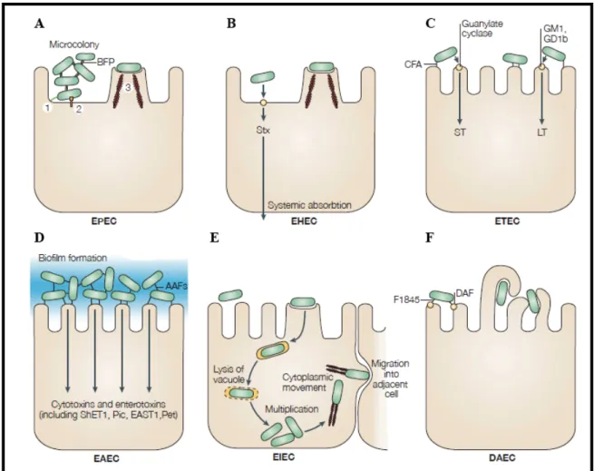 Figura  1.  Interação  dos  seis  patotipos  de  Escherichia  coli  diarreiogênicas  com  a  célula- célula-alvo