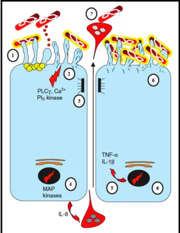 Figura 3. Interação de DAEC com células do epitélio intestinal. Inicialmente, as bactérias  expressando  adesinas  Afa/Dr  são  reconhecidas  pelos  receptores  DAF  e  CEACAM  (1)