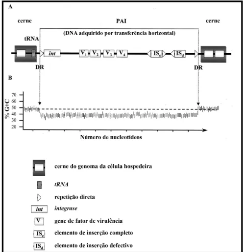 Figura  4.  Estrutura  de  uma  PAI  típica.  (A)  PAIs  são  inseridas  em  sítios  específicos,  frequentemente genes de tRNA