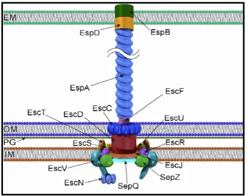 Figura  6.  O  aparato  de  secreção  do  tipo  três  de  EPEC  e  EHEC.  A  base  é  ancorada  às  membranas interna (IM) e externa (OM), atravessando a camada de peptideoglicano (PG)