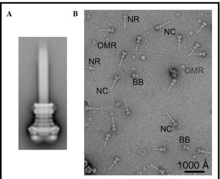 Figura  7.  Aparato  de  secreção  do  tipo  três  de  Shigella  flexneri.  (A)  Projeção  do  NC  completo,  resultado  da  combinação  de  1.500  imagens  de  partículas  de  NCs  obtidas  por  microscopia eletrônica