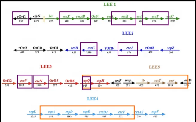 Figura  10.  Representação  esquemática  da  PAI  LEE  da  EPEC  prototípica  E2348/69,  utilizada como modelo para a identificação de regiões e genes correspondentes em DAEC