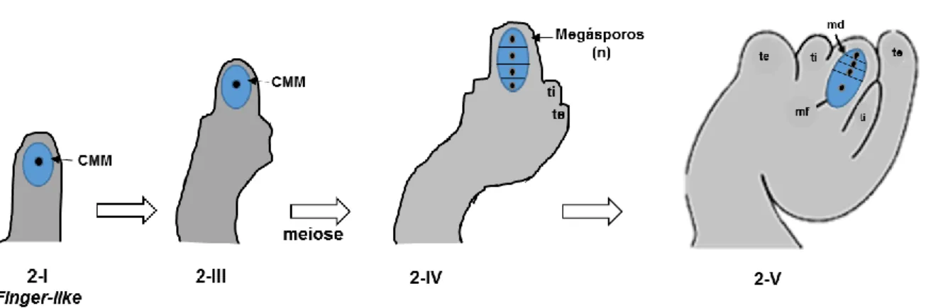 Figura  4.  Esquema  ilustrando  as  principais  etapas  da  megasporogênese  em  Arabidopsis  thaliana