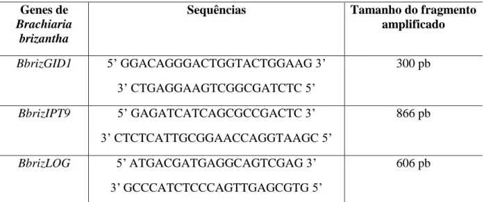 Tabela 2 - Sequências dos iniciadores utilizados para a construção da sonda para hibridização  in situ referentes aos genes BbrizGID1, BbrizIPT9 e BbrizLOG