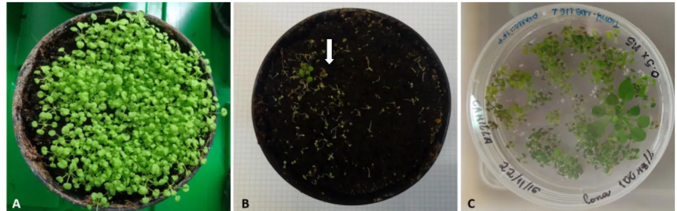 Figura  10.  Seleção  de  plantas  transgênicas  de  Arabidopsis  thaliana.  A  -  Plantas  de  A