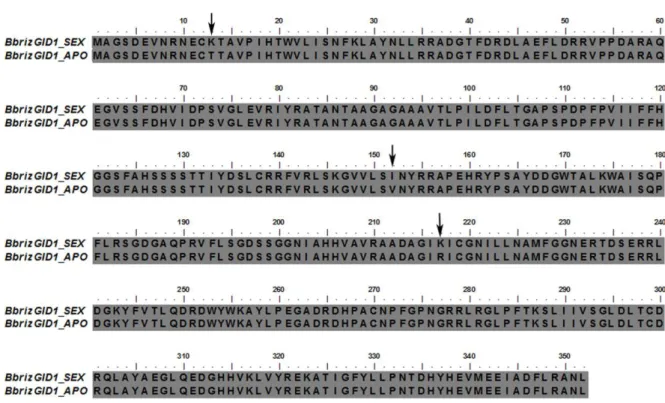 Figura  11.  Comparação  das  sequências  preditas  de  aminoácidos  de  BbrizGID1  de  plantas  apomíticas  (APO)  e  sexuais  (SEX)