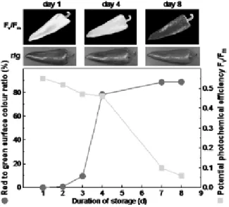 fig 2.  Comparison of the dynamic changes in  chlorophyll and carotenoid content of sweet  pepper fruit during ripening.