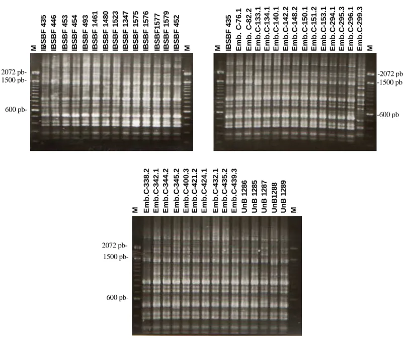 Figura 4. Análise eletroforética dos fragmentos gerados através de BOX-PCR, a partir de DNA  purificado, dos isolados utilizados neste estudo