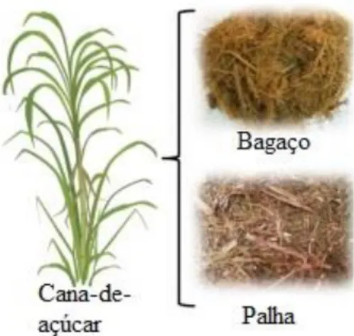 Figura 1: Cana-de-açúcar e seus resíduos mais comuns: bagaço e palha. Adaptado de Río, del et al., (2015)
