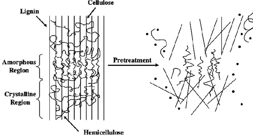 Figura  3:  Esquema  de  pré-tratamento  em  biomassa  lignocelulósica  e  seu  efeito  de  afrouxar  as  ligações  entre  lignina, celulose e hemicelulose (Saratale et al., 2008)