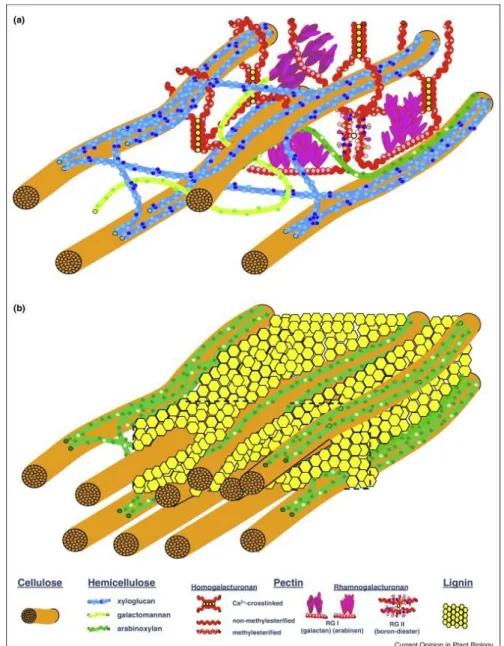 Figura 4: Estrutura de parede celular vegetal. Em a), parede celular primária, aquosa, rica em pectina e com menos  fibras  de  celulose