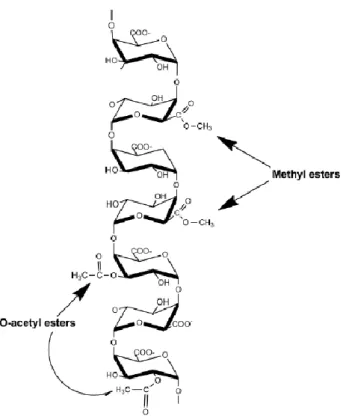 Figura 8: Estrutura de Homogalacturonana, configuração mais abundante em polímeros de pectina, evidenciando  a esterificação de alguns resíduos de ácido galacturônico (Ridley et al., 2001)