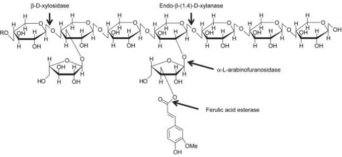 Figura 11: Estrutura de polímero de xilana e enzimas necessárias para sua despolimerização: endoxilanases, β- β-xilosidases, arabinofuranosidases e esterase de ácido ferúlico (Dornez et al., 2009)