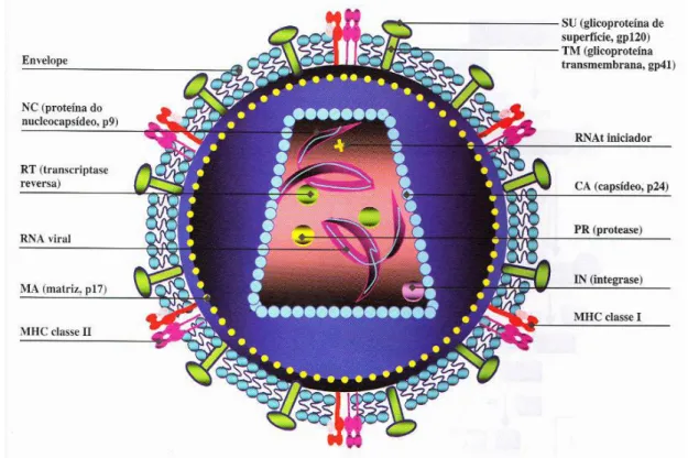 Figura  1.  Estrutura  da  partícula  vira  do  HIV-1. O  HIV-1  é  envolto  por  um  envelope  de  natureza  lipoprotéica