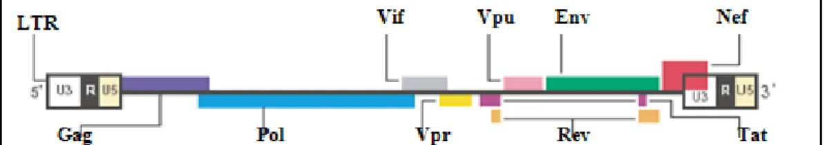 Figura  2.  Estrutura  genômica  do  vírus  da  Imunodeficiência  Humana  (HIV-1).  Os  genes  gag,  pol  e  Env  (barras  lilás,  azul  e  verde  respectivamente)  codificam  proteínas  estruturais