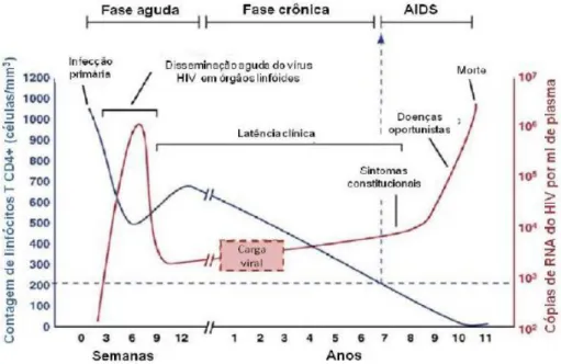 Figura 3. Infecção pelo HIV – Fases Clínicas (Adaptado de (An and Winkler 2010). 