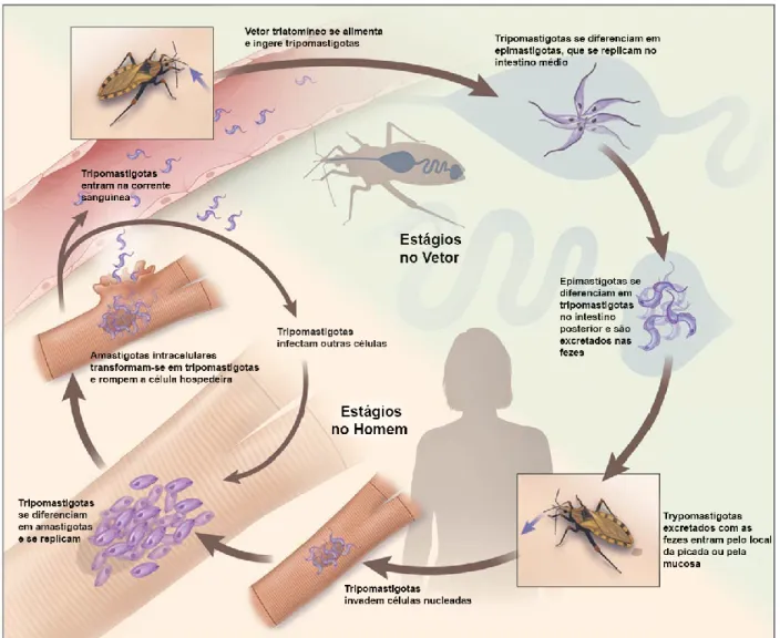 Figura 3. Ciclo de vida dos parasitos Trypanosoma cruzi. Adaptado de (BERN, 2011). 